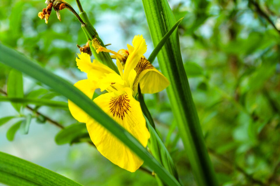 Summer water blossom