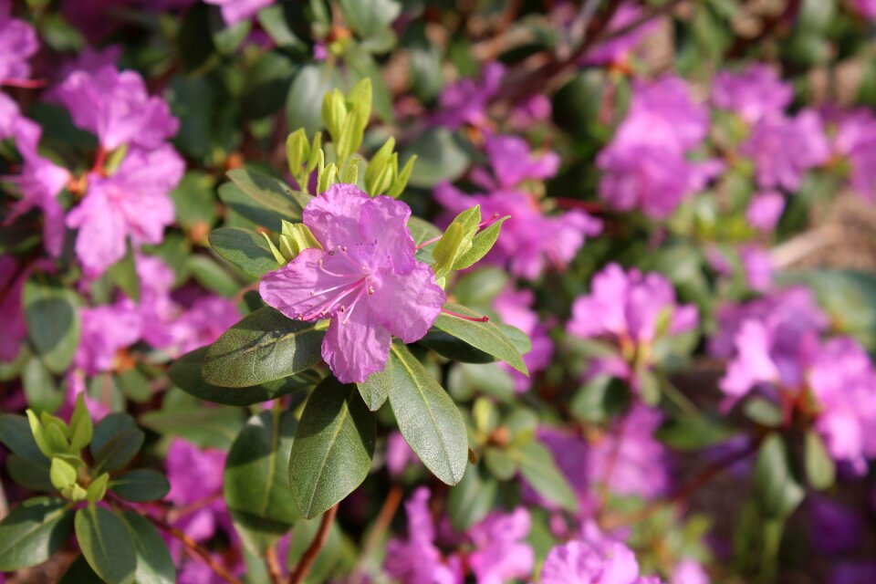 Shrub flower floral