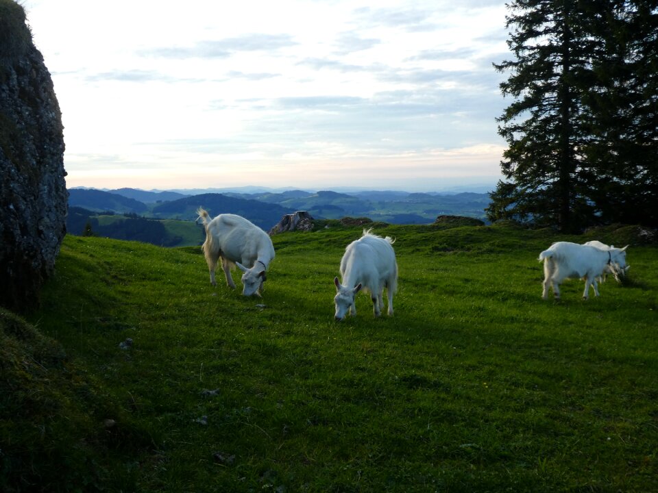 Landscape meadow panorama