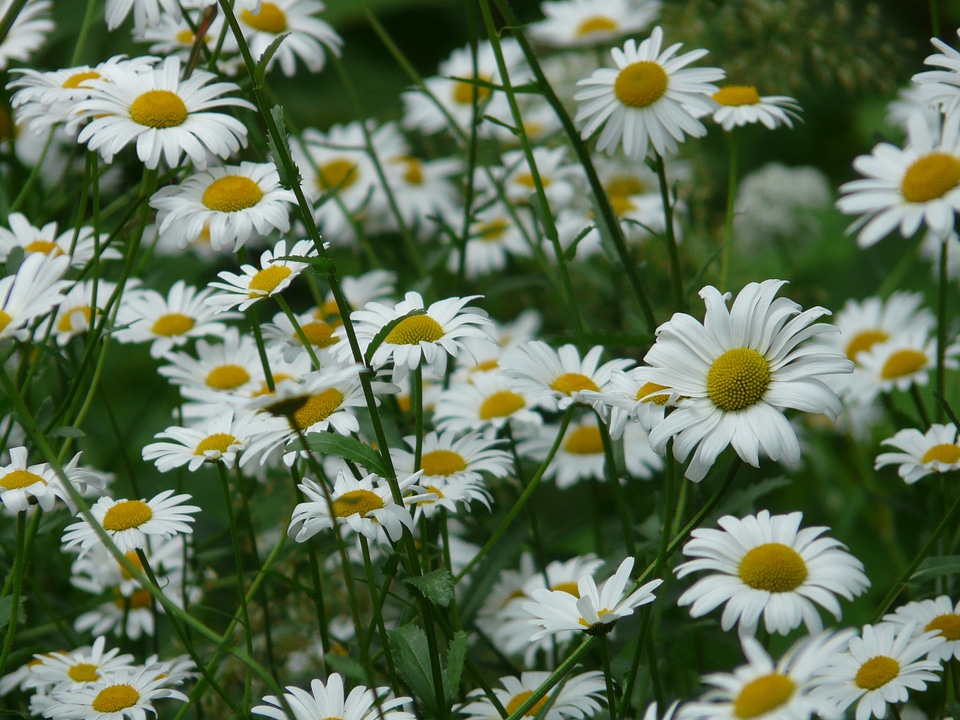 Marguerite meadows margerite meadow margerite