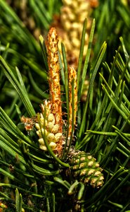 Plant conifer needles photo