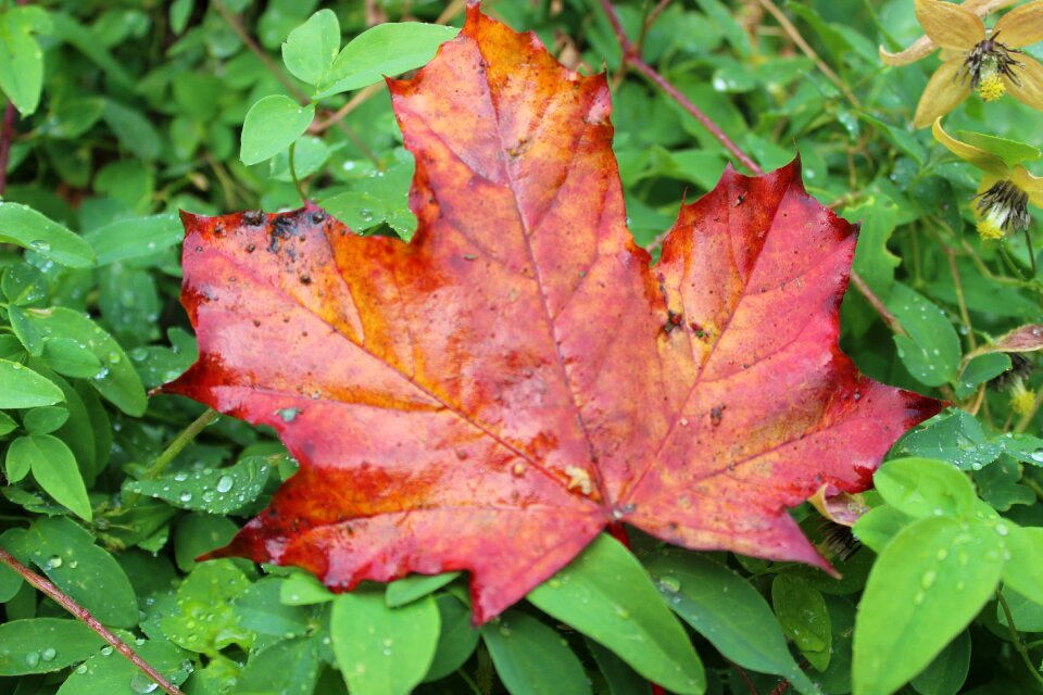 Color colorful nature