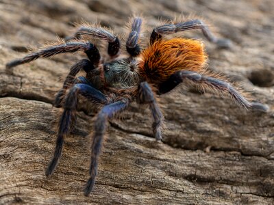 Cyaneopubescens green bottle blue birdeater
