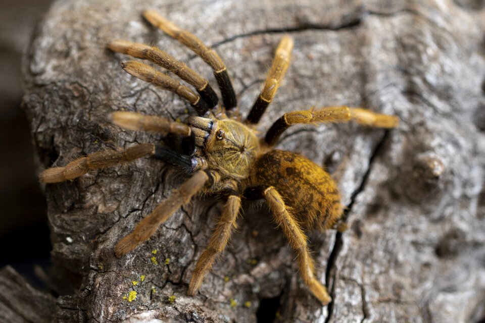 Arachnophobia nature exotic