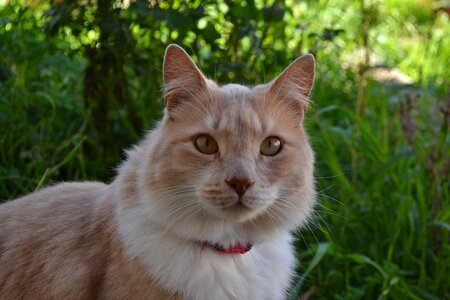 Eyes portrait pets