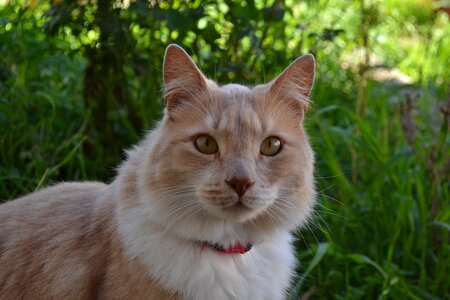 Eyes portrait pets photo