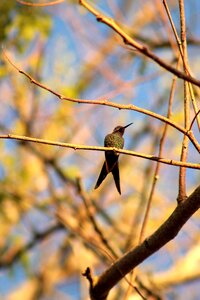 Animal fly wings photo