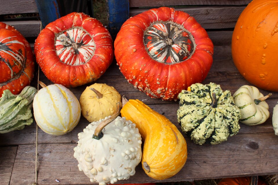 Autumn colorful decoration