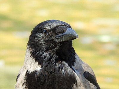 Bird animal raven photo