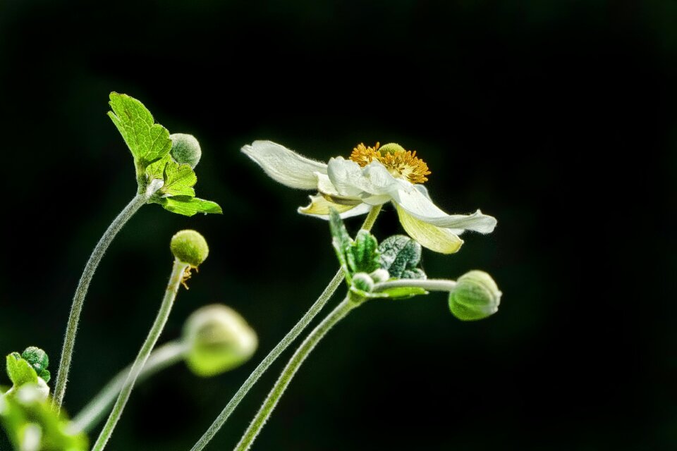 Anemone summer blossom