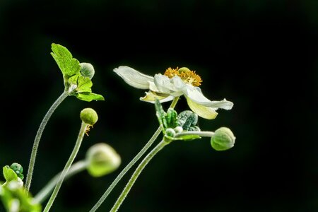 Anemone summer blossom