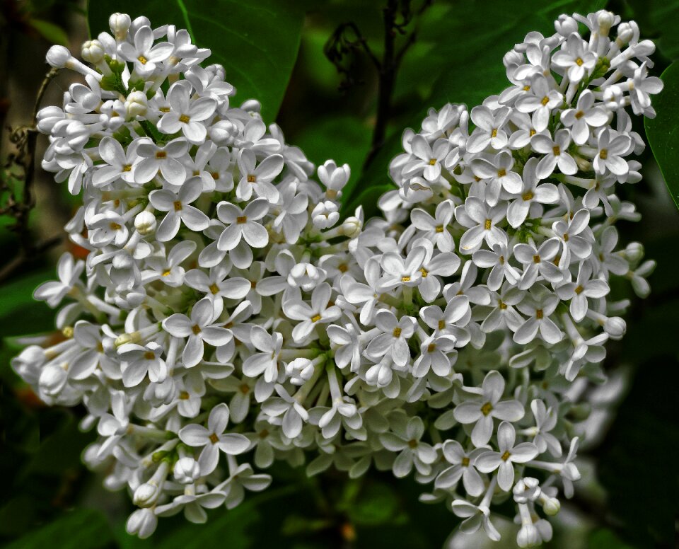 White flowers white lilac lilac bush