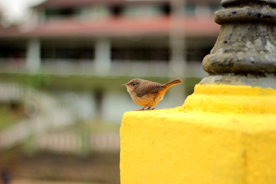 Square nature animal