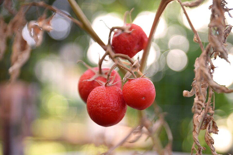 Tomatoes vegetables vegetarian