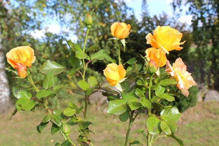 Rose beautiful fragrant