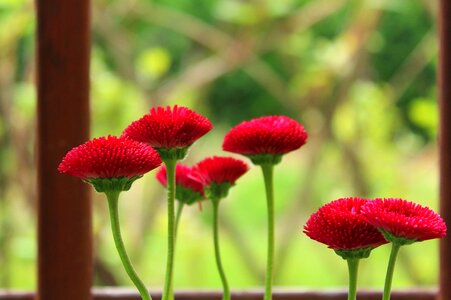 Nature plant flower photo