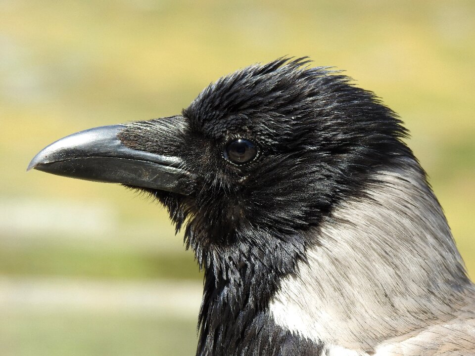 Bird animal raven photo