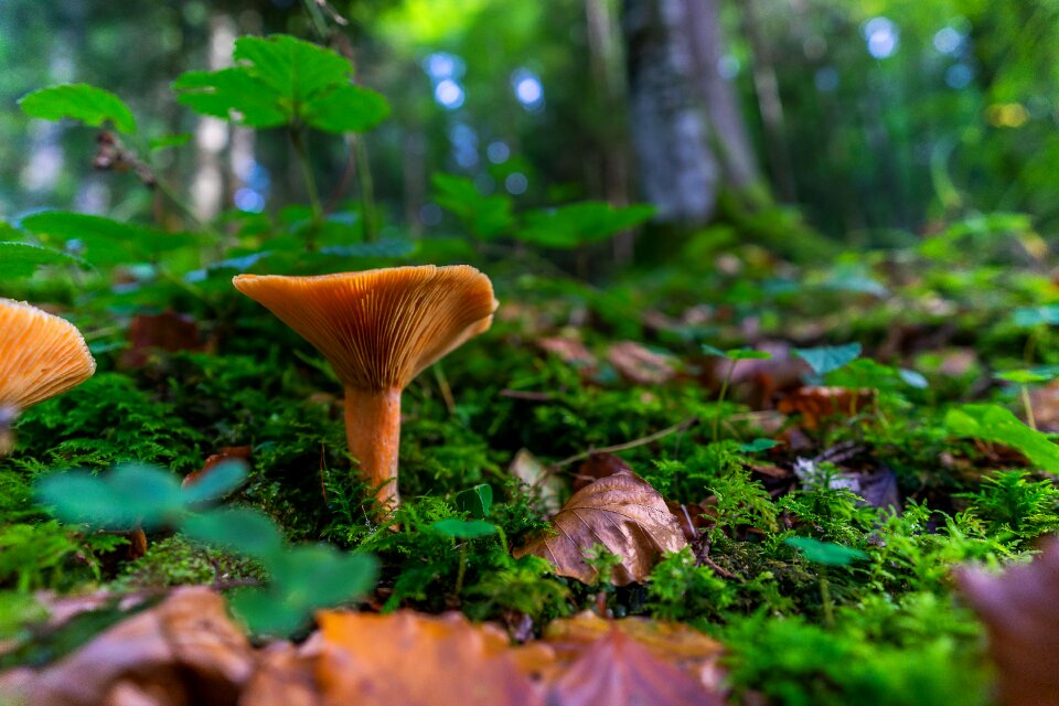 Forest moss forest floor