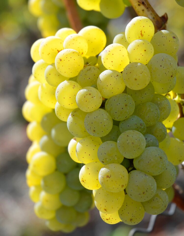 Grapevine winegrowing vines