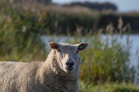 Meadow animals herd photo