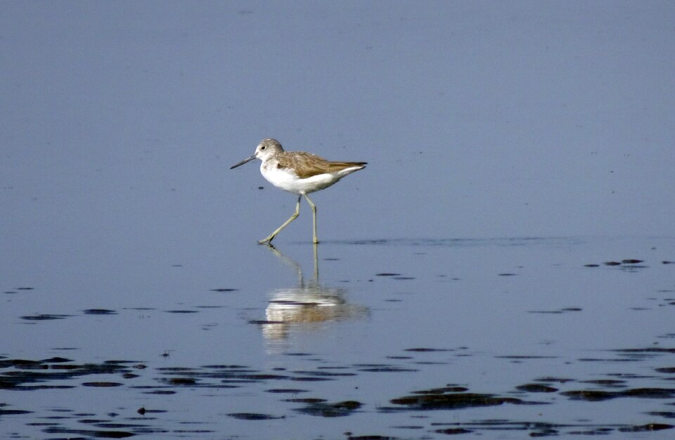Scolopacidae bird shore