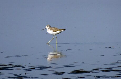 Scolopacidae bird shore photo