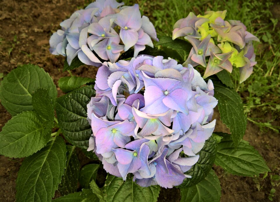 Blue flowers round flower balls ornamental plant