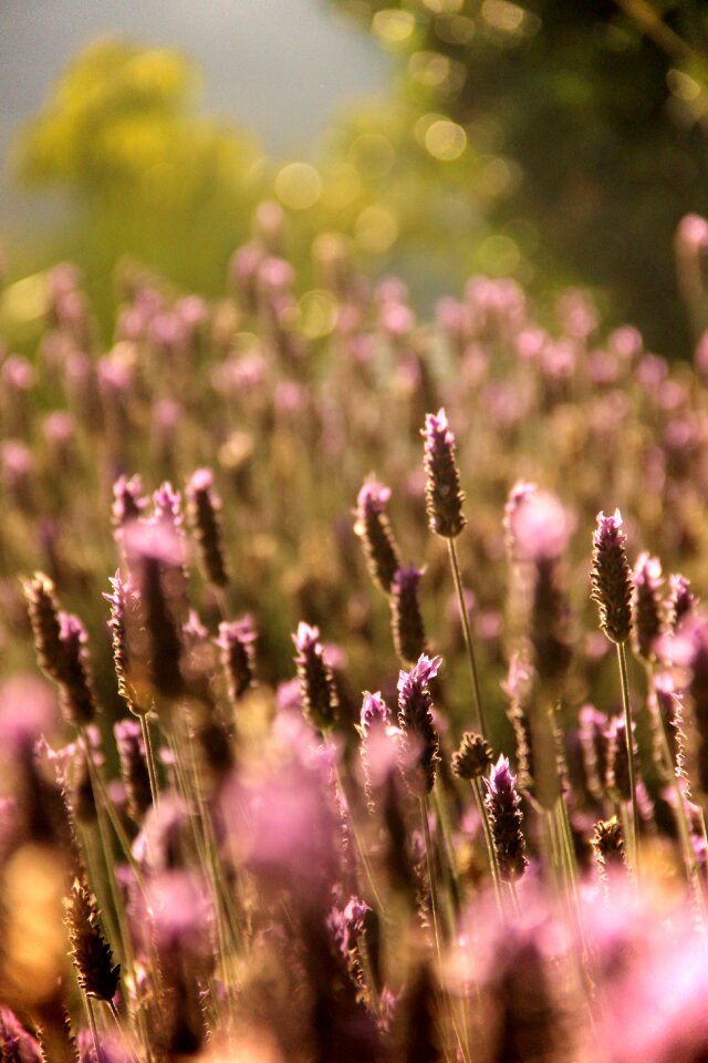 Flora summer provençal