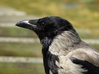 Bird animal raven photo