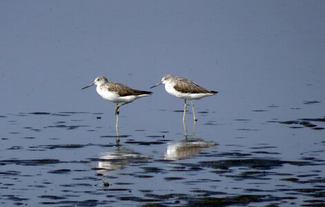 Scolopacidae bird shore