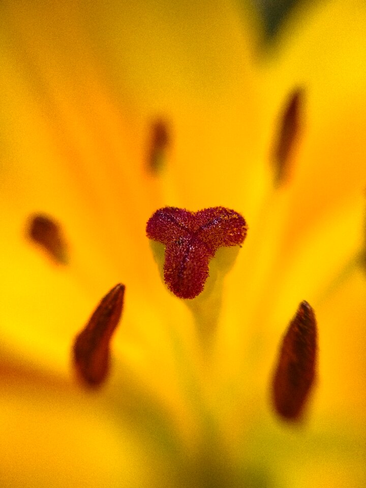 Flower pollen orange flower