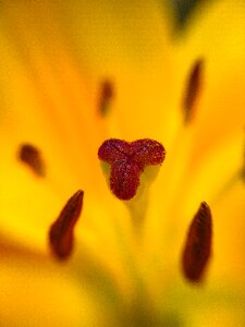 Flower pollen orange flower photo