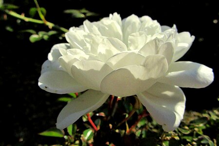 Flower beautiful beauty