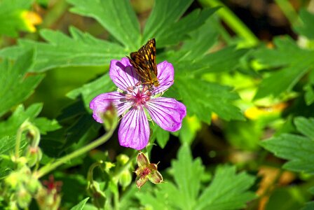 Nature insect bloom