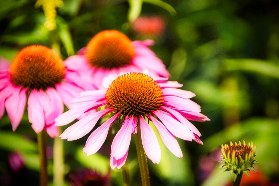 Flowers bright flower