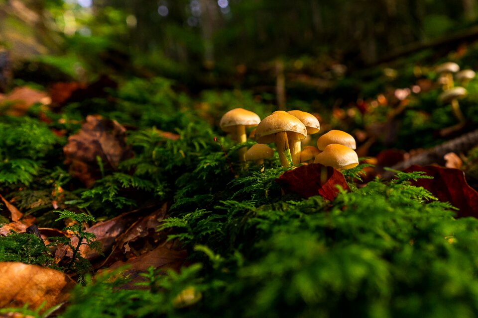 Forest moss forest floor