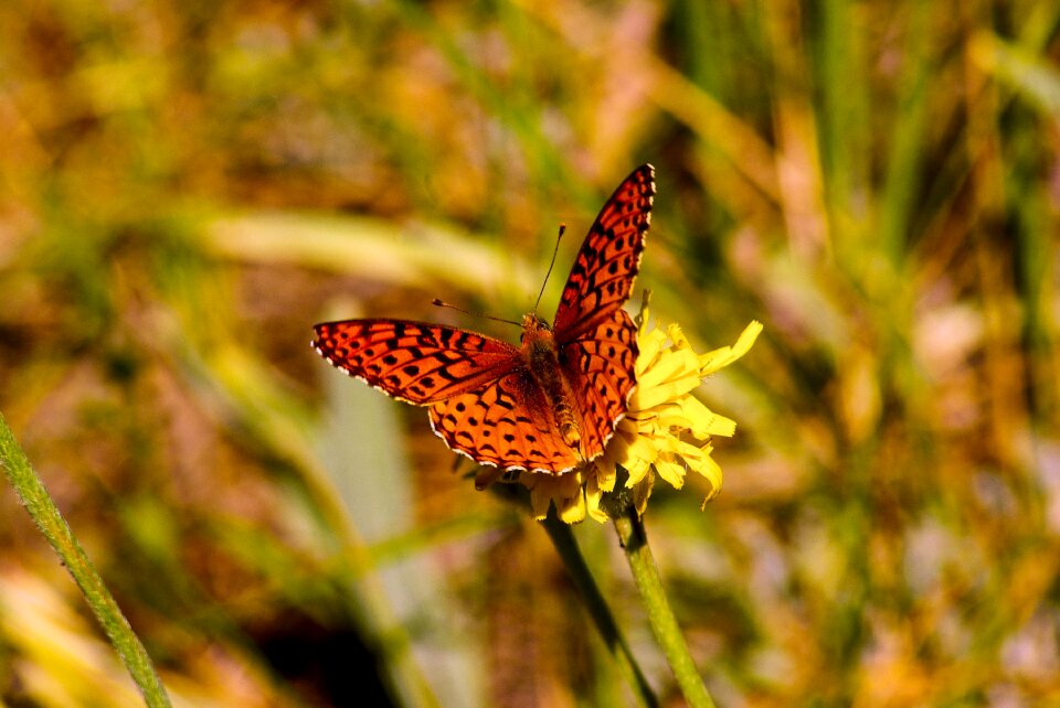 Nature insect bloom