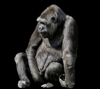 Mammal primate ape photo