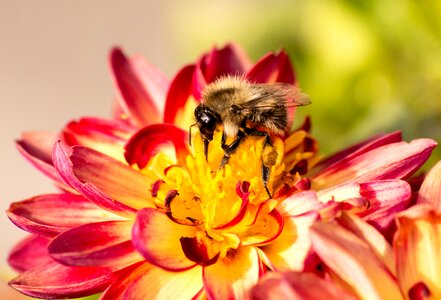 Nature pollen pollination