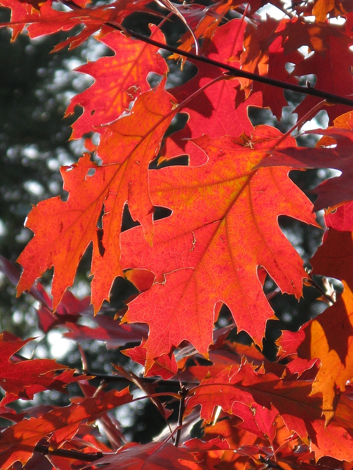 Leaf fall foliage autumn photo