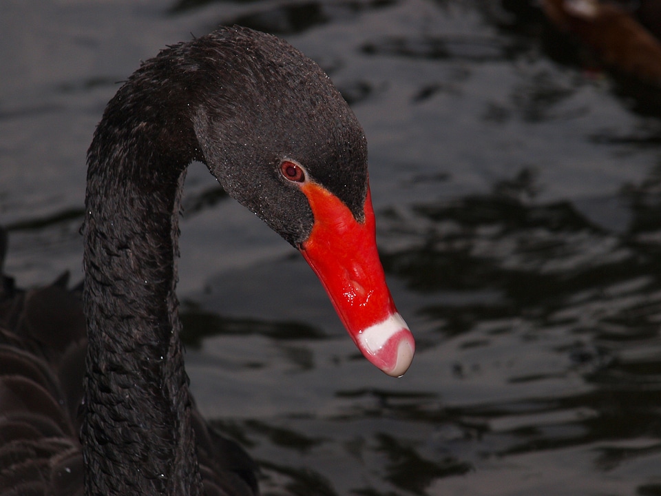 Black swan swan bill
