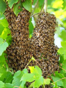 Bee swarm insect honey bee