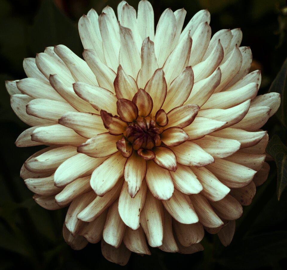 Petals growing summer