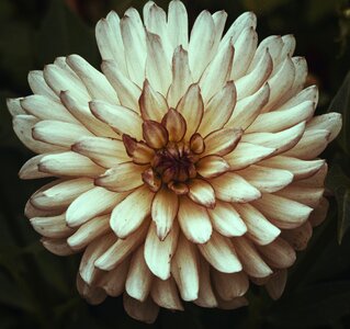 Petals growing summer