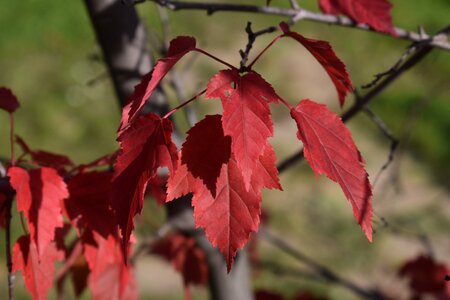 Maple leaves tree photo