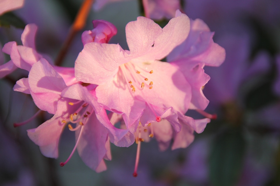 Flowers purple sunlight