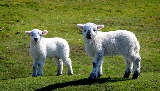 Young sweet lambs photo