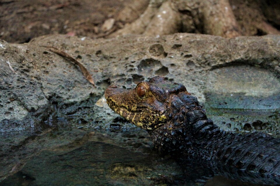 Nature crocodile head