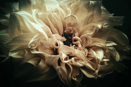Petals growing summer