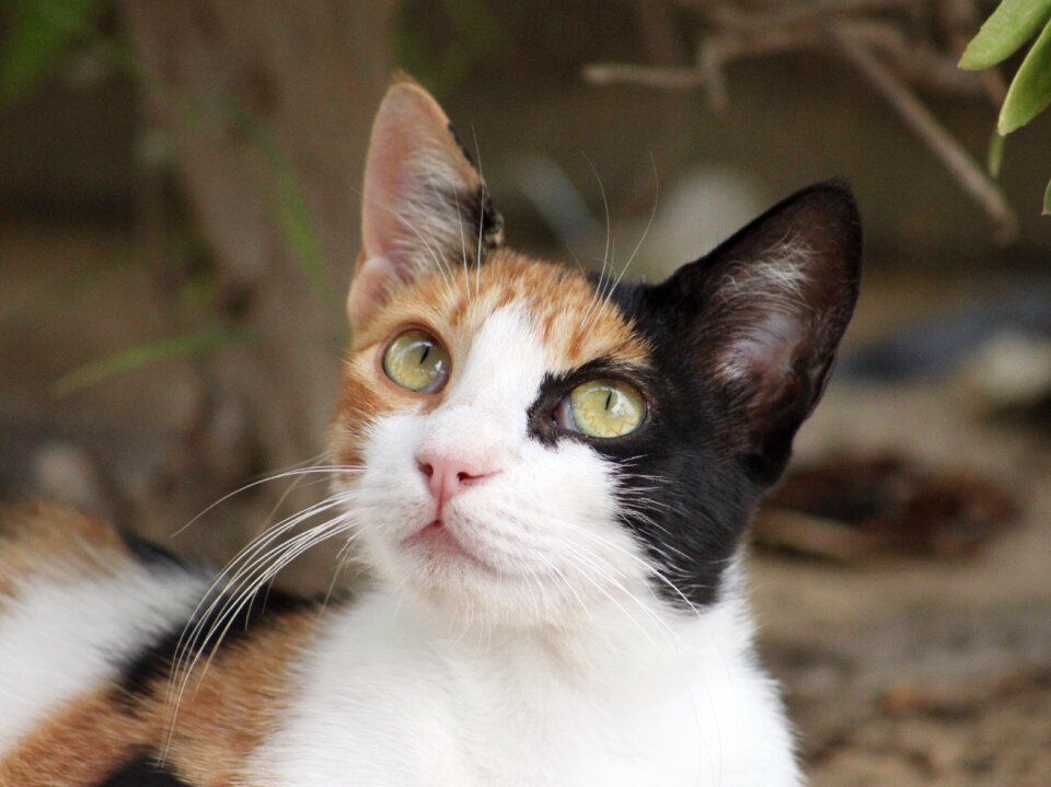 Domestic cat animal world nature